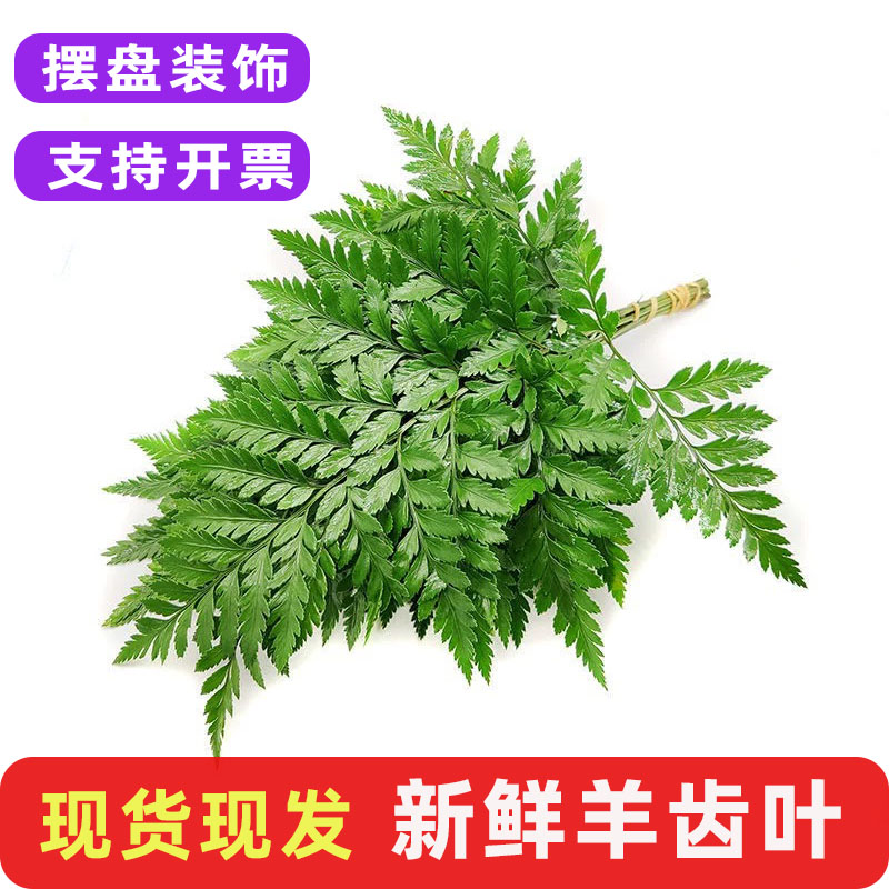 新鲜羊齿叶芒叶刺身烘焙装饰花草