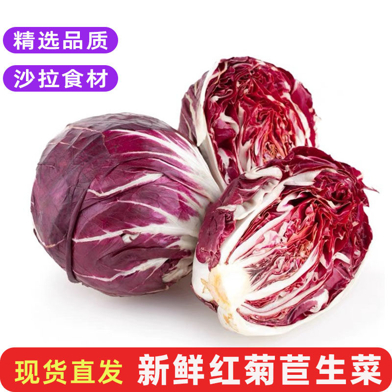 新鲜红菊苣西餐生食沙拉蔬菜包邮