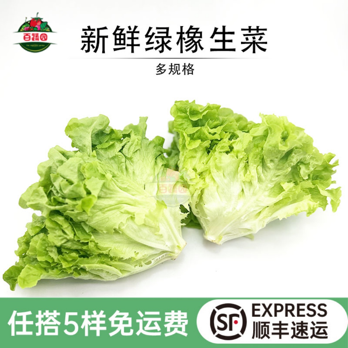 新鲜绿橡叶生菜西餐沙拉色拉食材