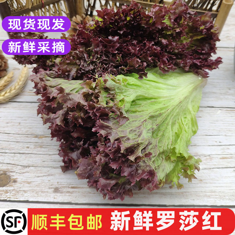 新鲜红叶生菜 罗莎红紫夜生菜 清洗即食沙拉蔬菜西餐食材顺丰包邮 水产肉类/新鲜蔬果/熟食 其它 原图主图