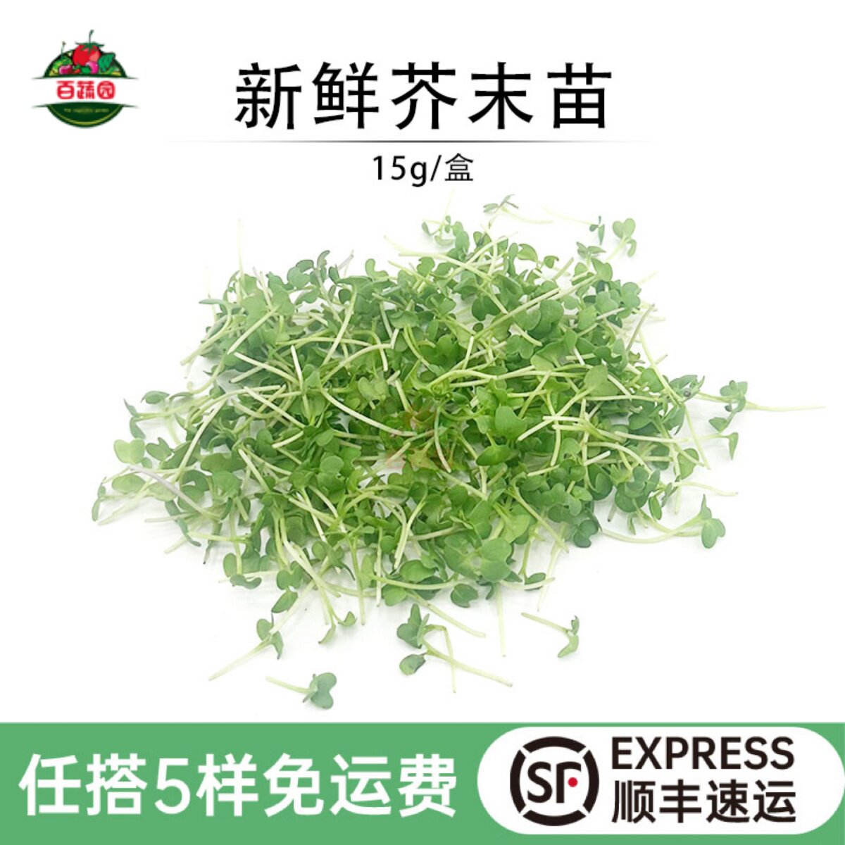 新鲜芥末苗 可食用微型苗芽菜 沙拉西餐酒店蛋糕摆盘装饰点缀花草