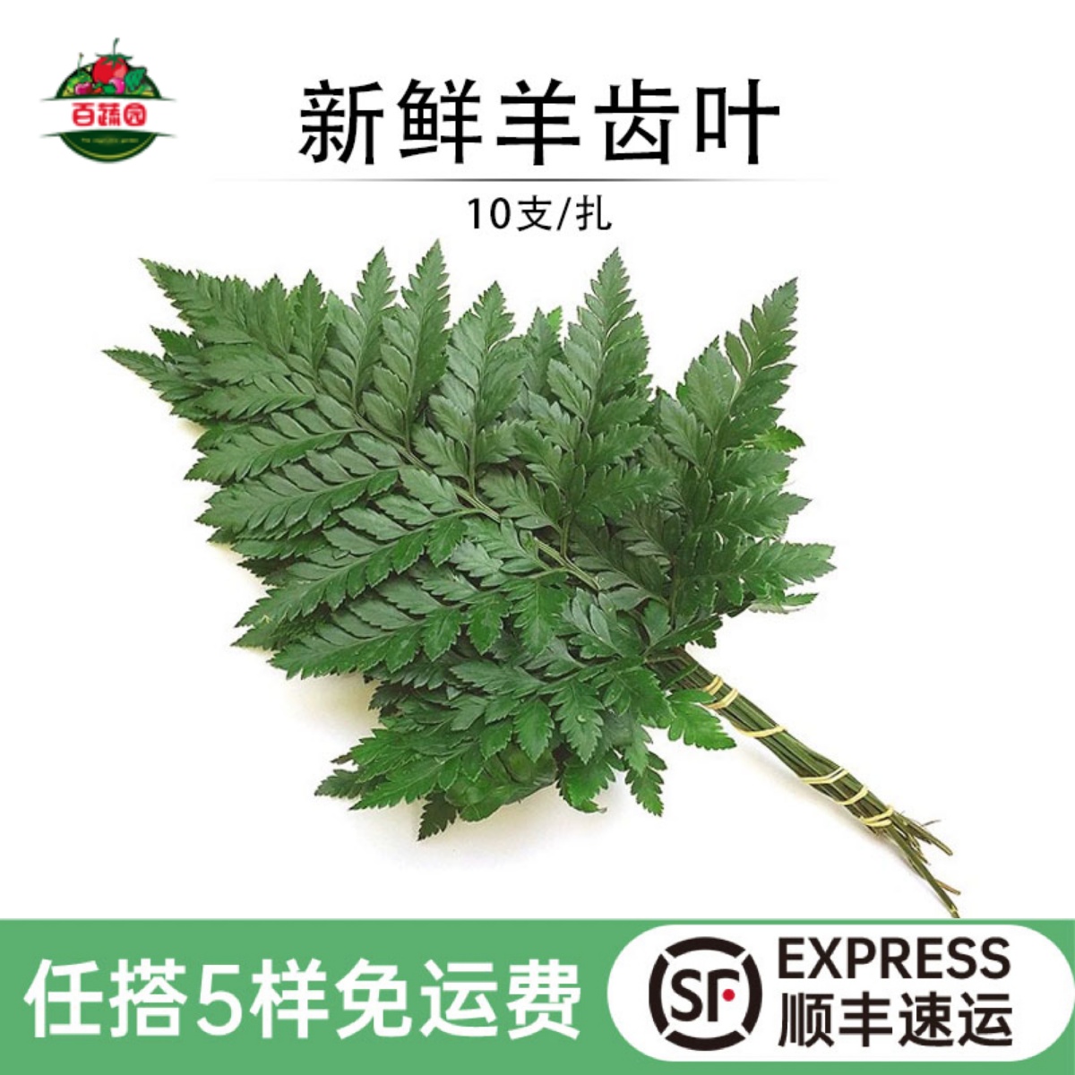 摆盘装饰点缀花草新鲜高山羊齿叶