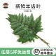 新鲜高山羊齿叶芒叶杨子叶草蕨酒店西餐烘焙摆盘装 饰点缀花草10支