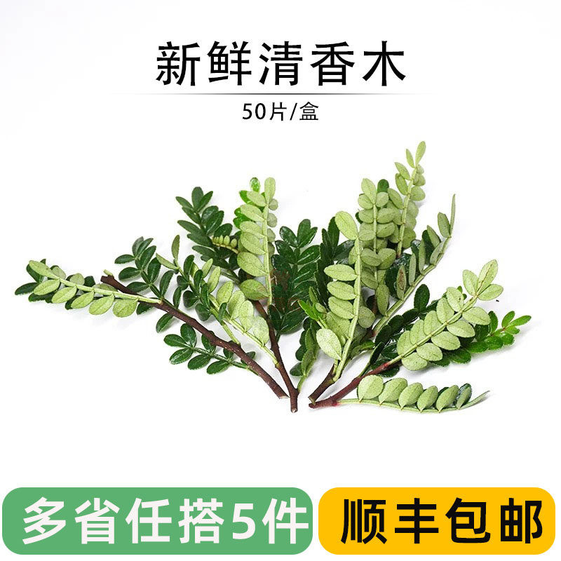 清香木新鲜胡椒木餐厅摆盘提拉米苏蛋糕装饰叶饮品点缀花草三色堇