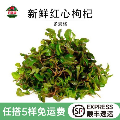 农庄上汤火锅野菜新鲜红心枸杞叶