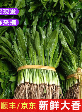 新鲜大香菜大芫荽刺芹现摘香料菜泰国冬阴功材料食用调味蔬菜包邮
