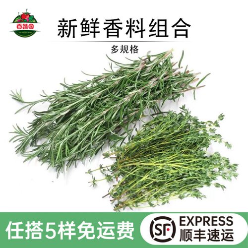 新鲜百里香迷迭香组合西餐香料菜