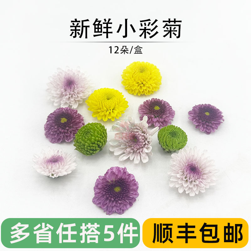 新鲜多色小彩菊 雏菊鲜花迷你菊纽扣菊 酒店西餐摆盘装饰点缀花朵