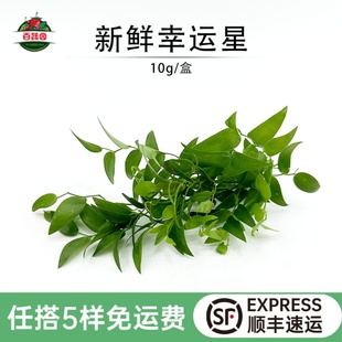 新鲜幸运星草阔叶舞竹幸运草腾树苗酒店餐厅冷艺摆盘装饰点缀花草