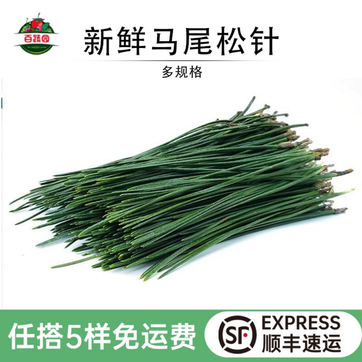 新鲜马尾松针西餐摆盘垫盘装饰草