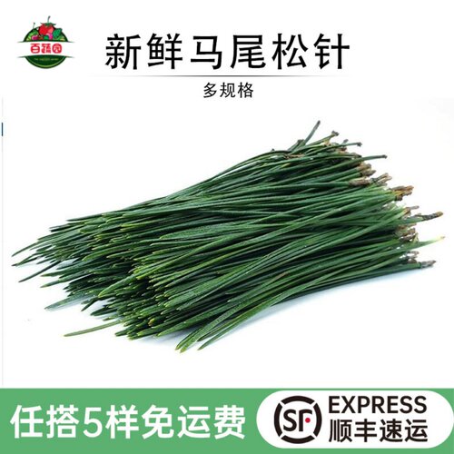 新鲜马尾松针西餐摆盘垫盘装饰草