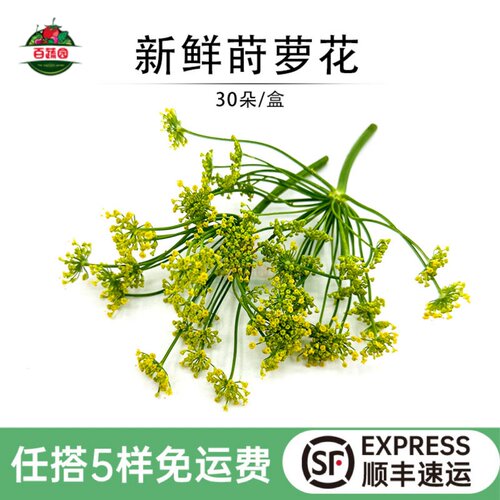 摆盘装饰点缀微型花小莳萝花新鲜