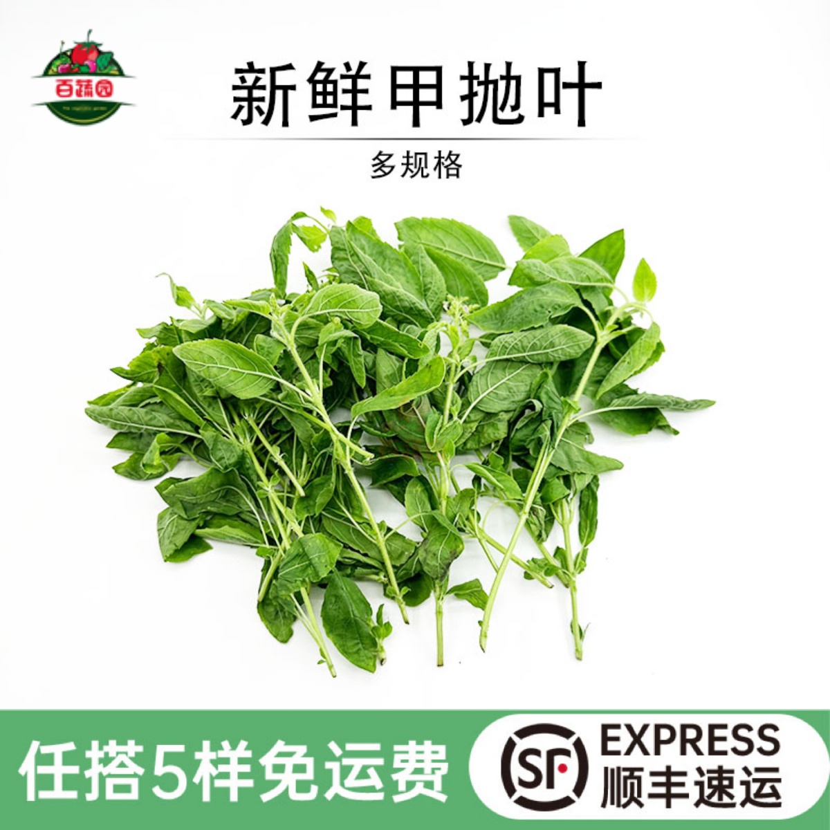 新鲜打抛叶泰国越南菜配料现摘