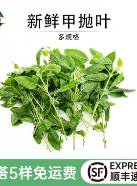 新鲜打抛叶甲抛叶泰国越南菜配料现摘嘎泡叶打抛肉末饭调料香料菜
