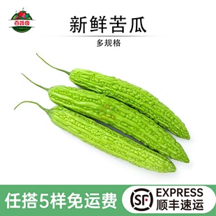 新鲜苦瓜现摘青苦瓜农家自种凉瓜清苦脆嫩当季生鲜瓜轻食榨汁蔬菜