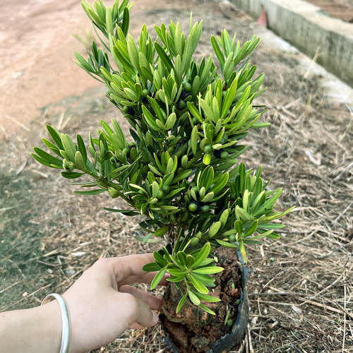 海岛母树菊花心罗汉松四季常绿