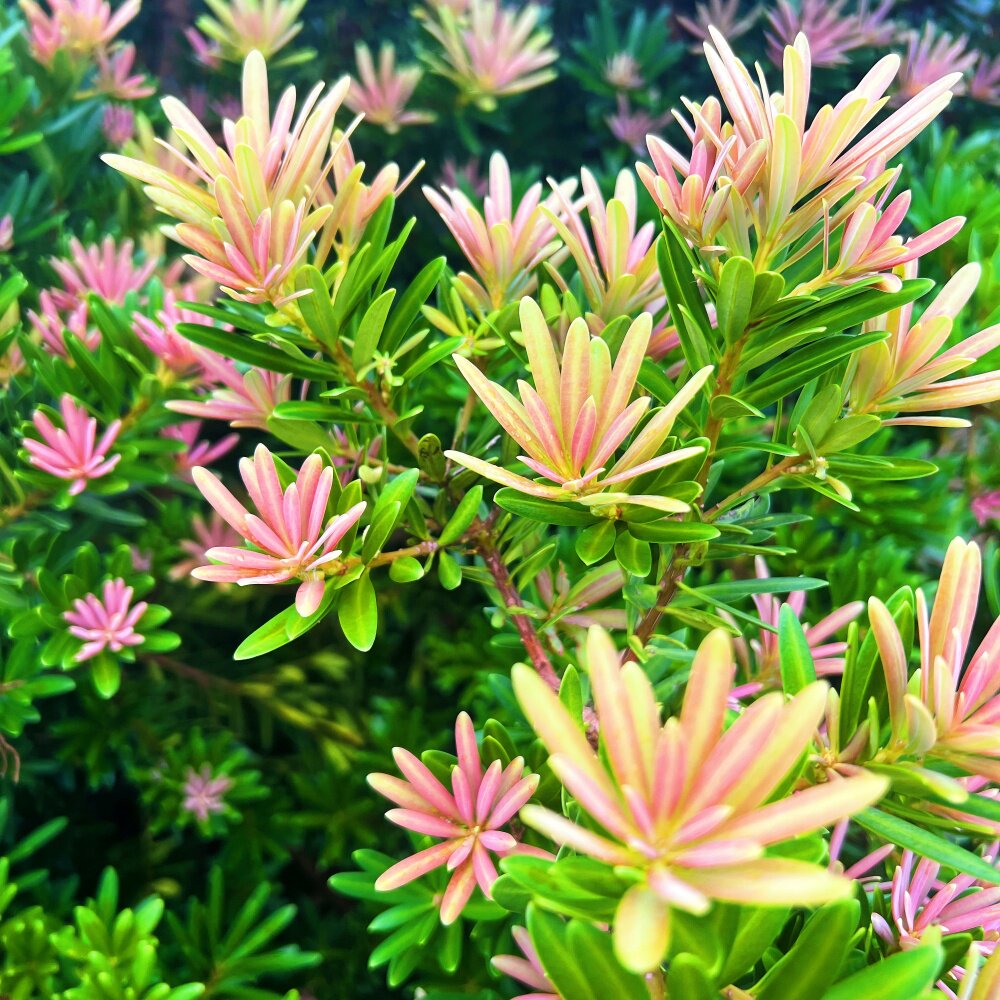 紫芽紫红色罗汉松迎客松阳台庭院