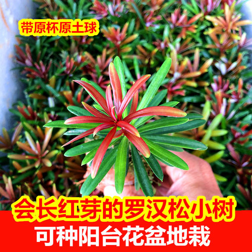 红芽绿植盆栽发财罗汉松9.9起