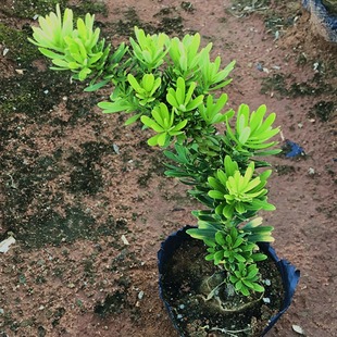 台湾金钻罗汉松耐看盆景盆栽绿植造型树苗多肉室内小型桩花卉阳台