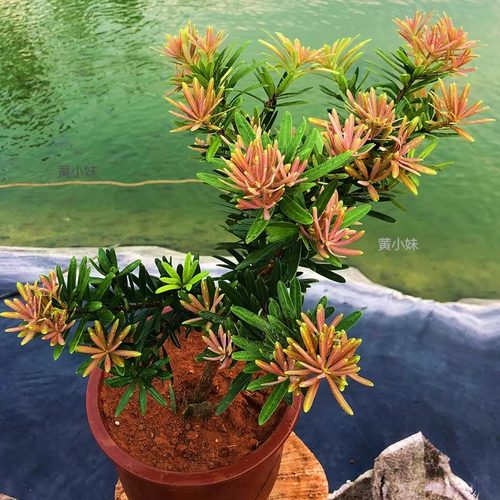 大红品种红芽罗汉松金钻太子妃花卉盆栽盆景菊花心树苗发财绿植物