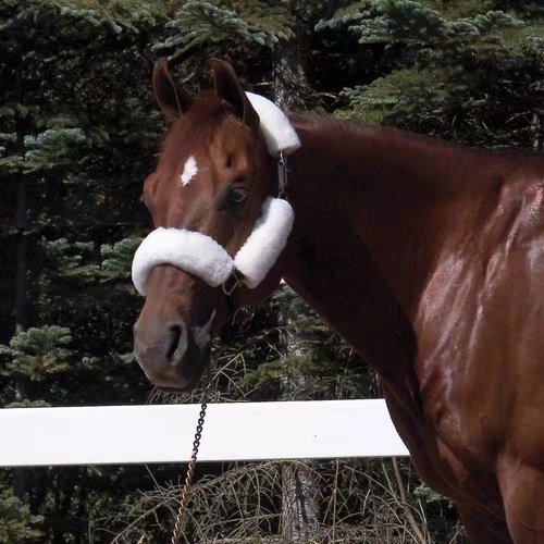 羊毛水勒套  羊毛防磨垫  羊毛防磨套  马具用品 羊毛笼头