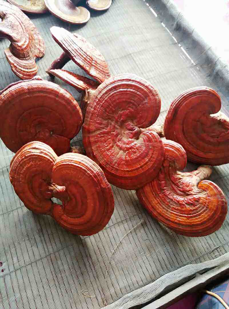 精选东北灵芝光面灵芝500g30元包邮长白山赤灵芝红灵芝半野生灵芝