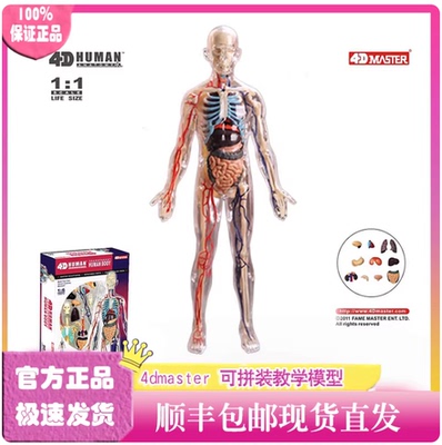 4DMaster人体结构模型全身透明器官解剖医学仿真拼装玩具人体模型