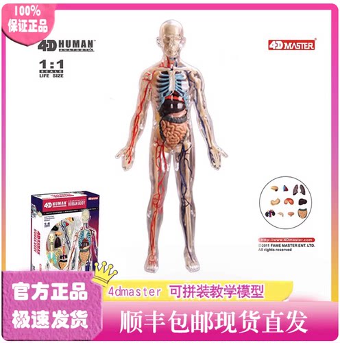 4DMaster人体结构模型全身透明器官解剖医学仿真拼装玩具人体模型
