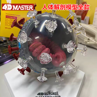 4d新冠病毒拼装模型细胞教具