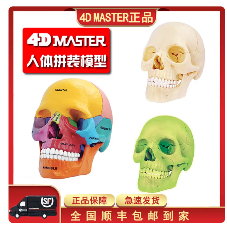 4DMASTER彩色人体头骨模型可拆卸医用教学医用拼装玩具人体模型