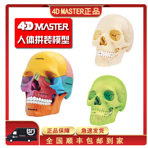 4DMASTER彩色人体头骨模型可拆卸医用教学医用拼装玩具人体模型