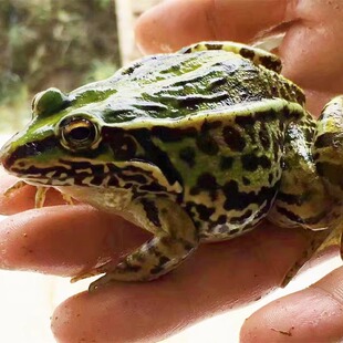 商超品质大青蛙活体绿色稻田散养青蛙活物食用田鸡黑斑蛙鲜活保鲜