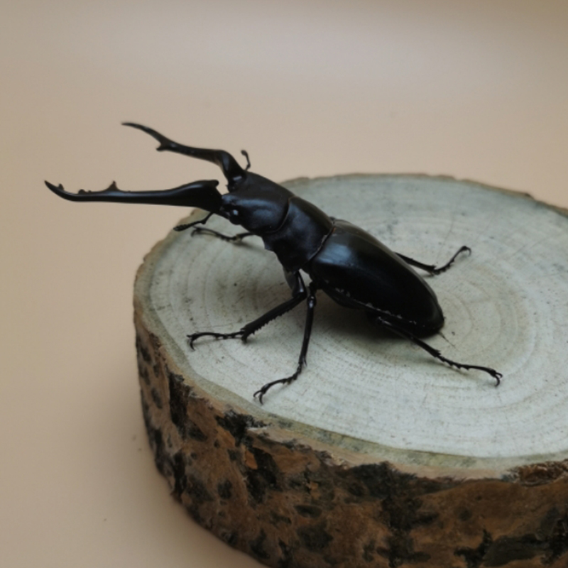 长颈鹿锯锹甲PGK活体甲虫幼虫斗虫成虫宠物昆虫对虫繁殖中大中扁