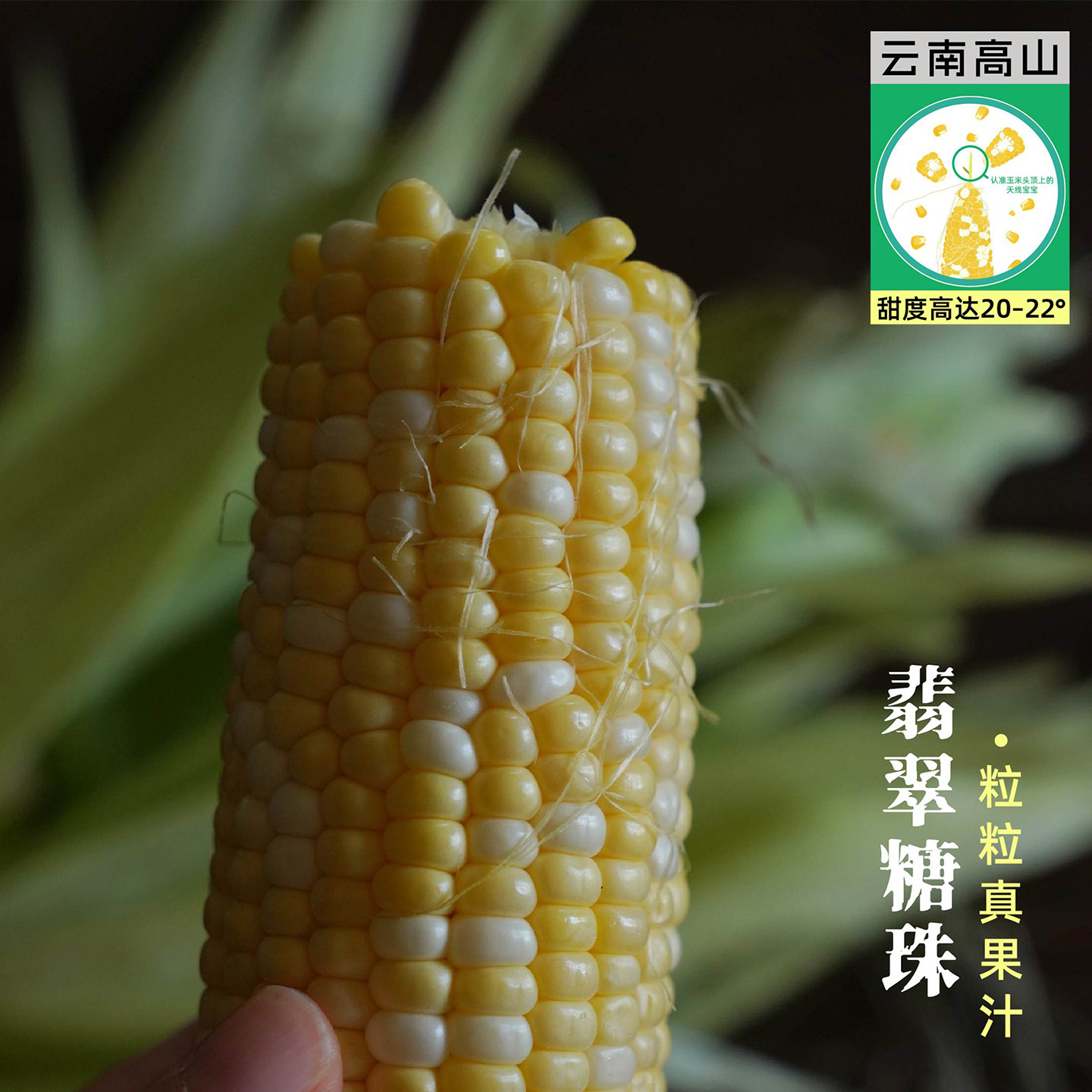预【山纪】翡翠糖珠玉米/非转基因