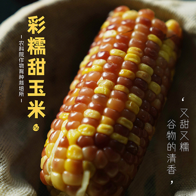 两份包邮 预 山纪彩糯甜玉米 / 又甜又糯/9根