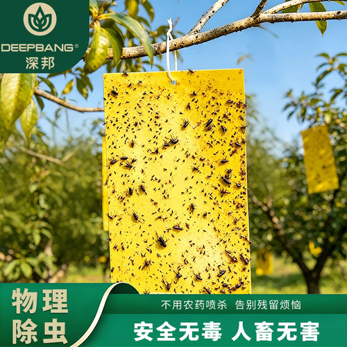 强力双面粘飞虫纸大棚黄板