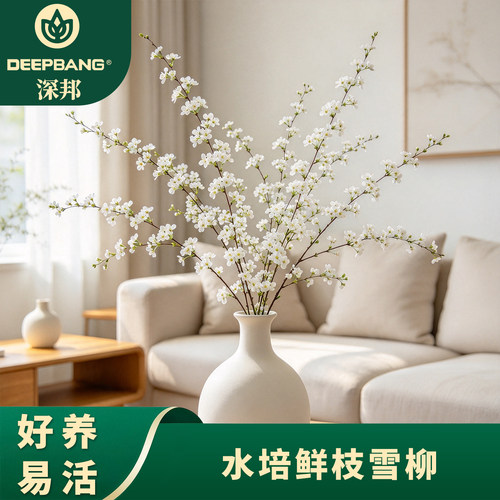雪柳鲜枝干枝遇水开花绿植龙柳