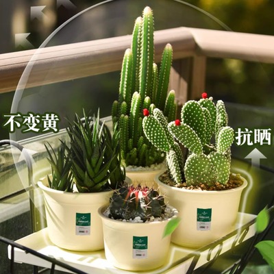 深邦多肉专用花盆仿陶瓷透气