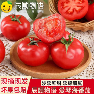 辰颐物语爱琴海番茄西红柿应季现摘新鲜蔬菜水果凉拌番茄炒蛋