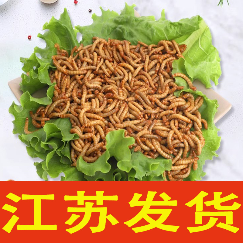 黄粉虫活体 鲜活虫面包虫活虫龙鱼龟粮 鱼鸟饲料鱼