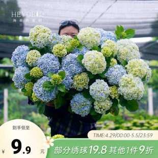 海蒂 花园绣球花苗盆栽无尽夏小苗万华镜落跑新娘阳台花卉植物花