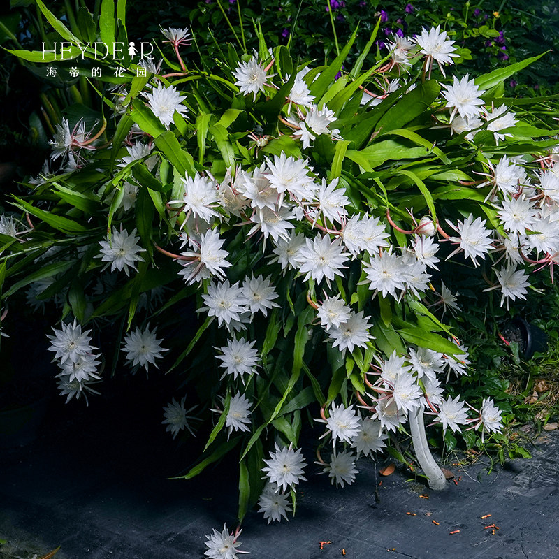 海蒂的花园昙花小叶卷叶阳台庭院可垂吊趣味植物耐阴花卉盆栽苗,鲜花速递/花卉仿真/绿植园艺,时令草本花卉,淘宝优惠券,粉丝福利购,淘宝优惠卷