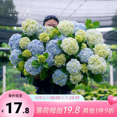 海蒂的花园阳台绣球花苗