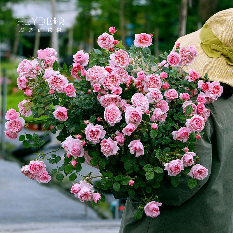 海蒂的花园月季好养易活