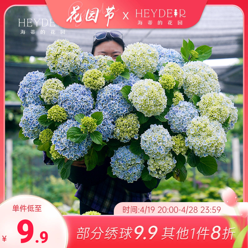 海蒂的花园阳台绣球花苗