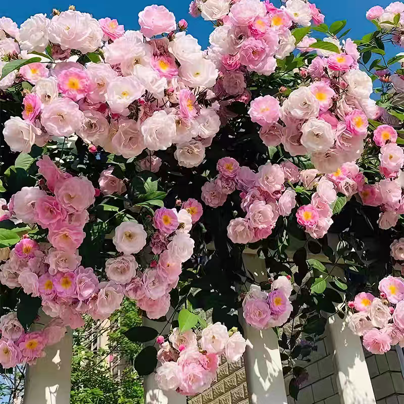 四季粉木香花苗红白木香黄木香花群舞爬藤蔷薇花庭院花园粉色木香