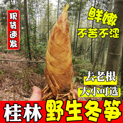 广西桂林深山春笋现挖现发保新鲜
