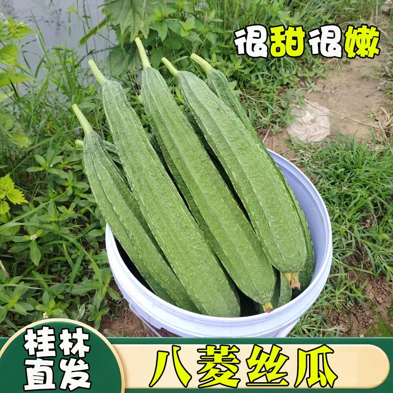 广西桂林农家土丝瓜自种现摘嫩丝瓜当季新鲜蔬菜八角棱角丝瓜清甜