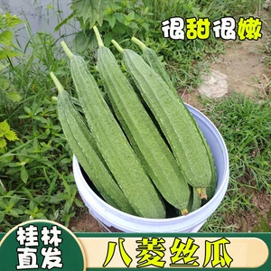 广西桂林农家土丝瓜自种现摘嫩丝瓜当季新鲜蔬菜八角棱角丝瓜清甜