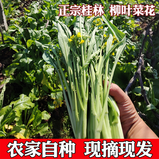 广西桂林正宗柳叶菜心霜后新鲜柳叶菜花桂林农家自种泡沫箱+冰发
